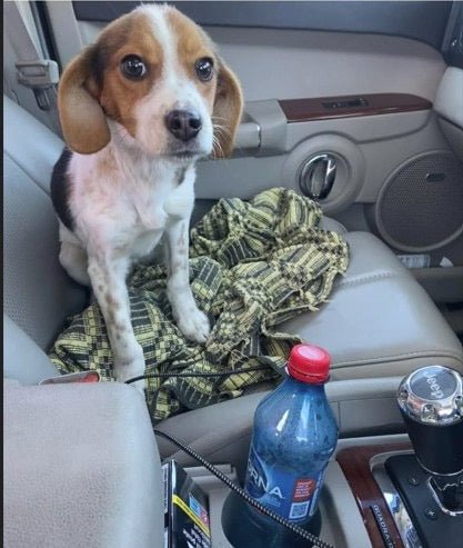 Pawfect Treat Hamper in aid of ROLDA UK - Scottish Hampers